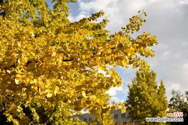 银杏的常见虫害及其防治