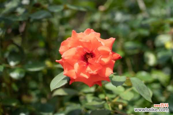 月季黄叶的原因