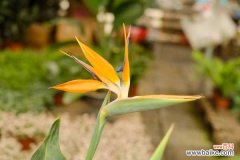 鹤望兰的虫害及其防治