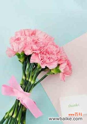 一朵康乃馨的十五种寓意 康乃馨的花语与意义