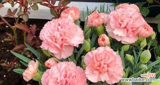 一朵康乃馨的十五种寓意 康乃馨的花语与意义