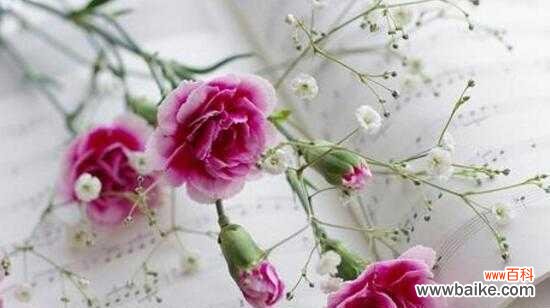 用康乃馨花语传达感情 以康乃馨花语表达心意，送给特别的人