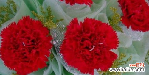 深入了解康乃馨的花语和寓意 康乃馨花语与寓意