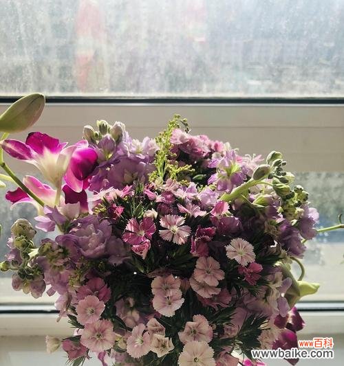 崇尚爱与希望的芬芳使者 康乃馨