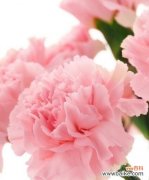 爱与美的花朵——康乃馨 康乃馨