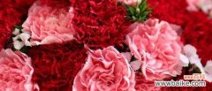 探索康乃馨花的情感世界 康乃馨花语与寓意