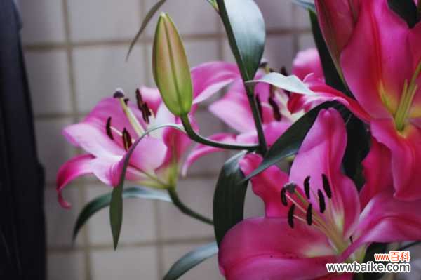 百合花能在室内养吗