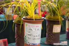 兰花夏季室内怎么养