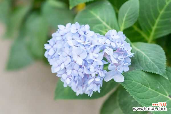 室内绣球这么养，剪个枝种十盆，一分钱不花！