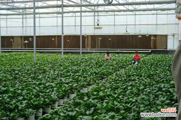 室内绣球这么养，剪个枝种十盆，一分钱不花！