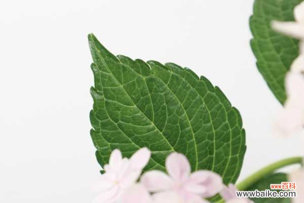 室内绣球这么养，剪个枝种十盆，一分钱不花！