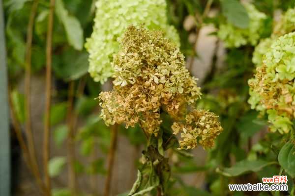 室内绣球这么养，剪个枝种十盆，一分钱不花！