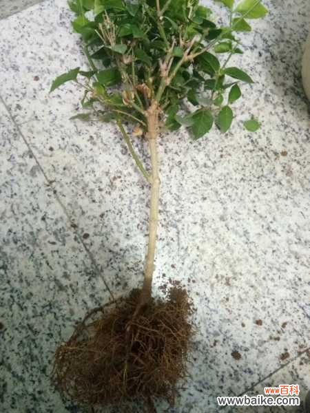 茉莉花冬季室内能开花吗