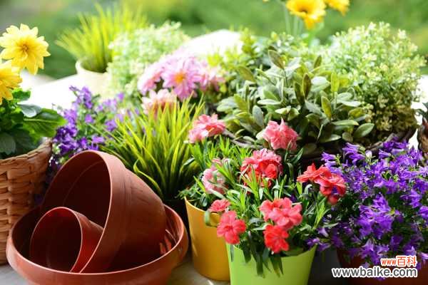 室内花卉萎蔫后怎么处理