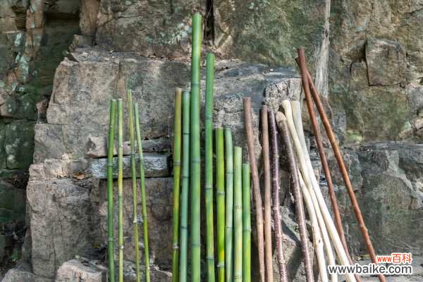 竹子在室内怎么种