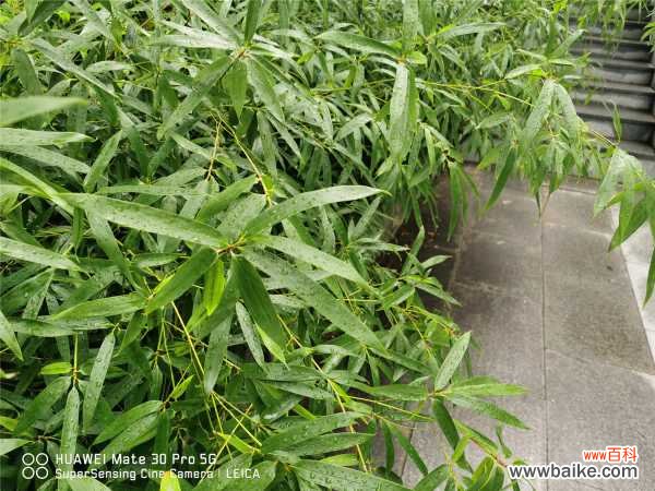 竹子在室内怎么种