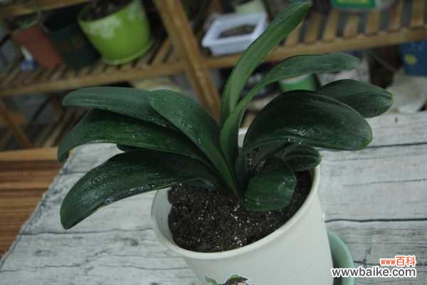 室内君子兰竟然一年开花3、4次，叶厚根壮，怎么做到的