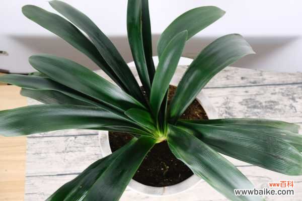 室内君子兰竟然一年开花3、4次，叶厚根壮，怎么做到的