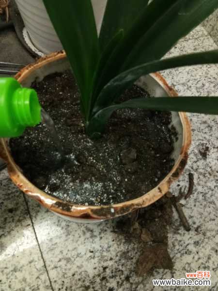 室内君子兰竟然一年开花3、4次，叶厚根壮，怎么做到的