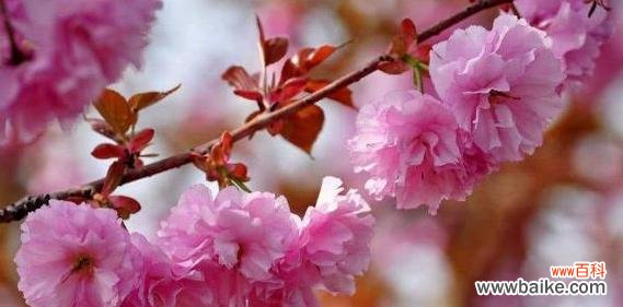 桃花的花语是什么?有哪些关于桃花的美丽传说?