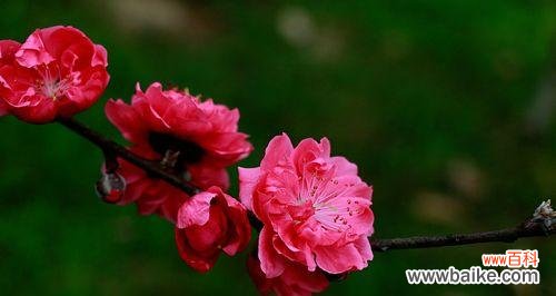 桃花的花语是什么?有哪些关于桃花的美丽传说?