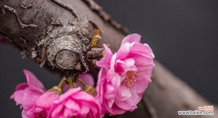 桃花的寓意和象征是什么?如何在家居装饰中运用?