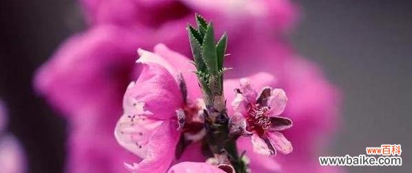 桃花的寓意和象征是什么?如何在家居装饰中运用?