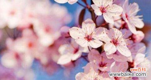 桃花的寓意和象征是什么?如何在家居装饰中运用?