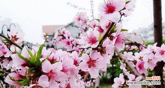 桃花花语是什么？桃花代表的意义有哪些？