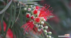 桃金娘的花语是什么？有哪些关于它的传说故事？