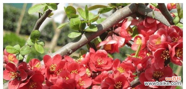 桃花代表的生肖是哪个？桃花运与生肖有何关联？