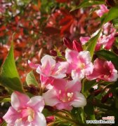 天女花的传说是什么？花语有哪些含义？