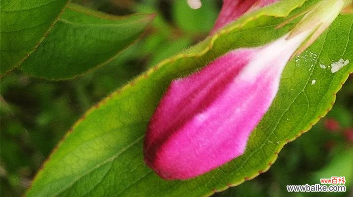 天女花的传说是什么？花语有哪些含义？