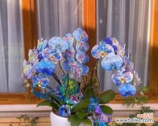天蓝色蝴蝶兰的含义是什么？购买时应注意哪些事项？