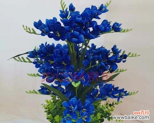 天蓝色蝴蝶兰的含义是什么？购买时应注意哪些事项？