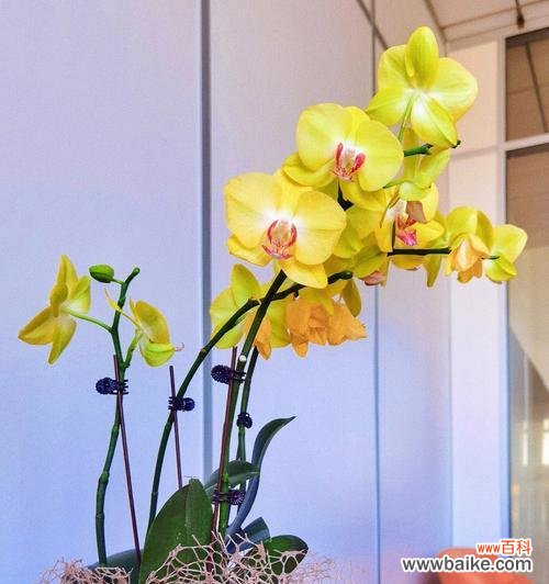 天蓝色蝴蝶兰的含义是什么？购买时应注意哪些事项？