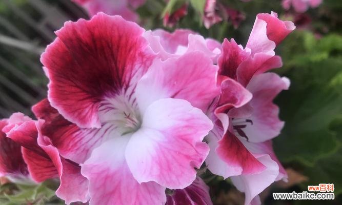 天竺葵花语是什么?有哪些关于它的传说故事?