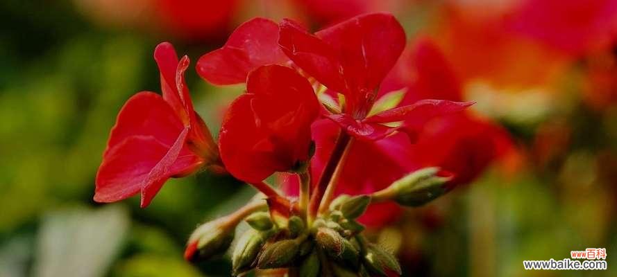 天竺葵花语是什么?有哪些关于它的传说故事?