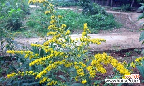 跳舞草的花语是什么?它有哪些神秘的传说故事?