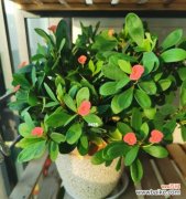 铁海棠的花语是什么？了解铁海棠的象征意义？