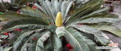 铁树不开花是什么意思？如何促进铁树开花？