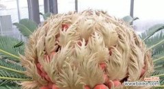 铁树的花语是什么？铁树通常在什么时间开花？