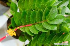 金钱树被冻了怎么办，放室内怕冻吗