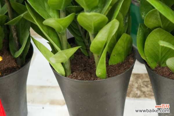 金钱树被冻了怎么办,放室内怕冻吗