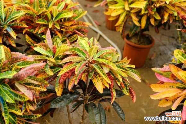 变叶木掉叶子是怎么回事