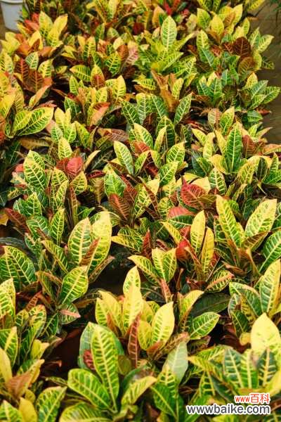 变叶木掉叶子是怎么回事