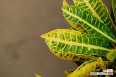 变叶木掉叶子是怎么回事