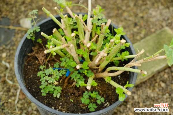 绣球叶子卷曲发焦怎么办