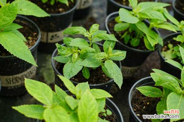 绣球叶子卷曲发焦怎么办