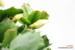 蟹爪兰叶子发红为什么